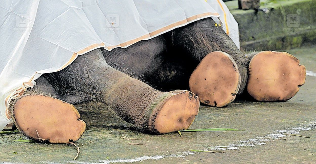 kochayappan-baby-elephant-dies.jpg