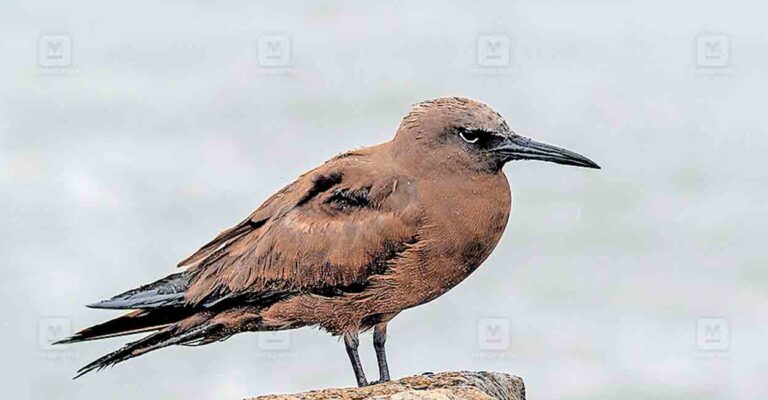 kollam-brown-noddy.jpg