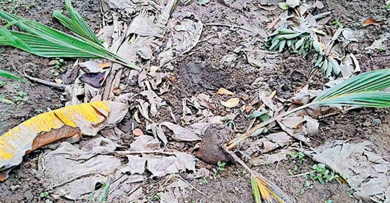 kollam-wild-boar-attacked-farming.jpg