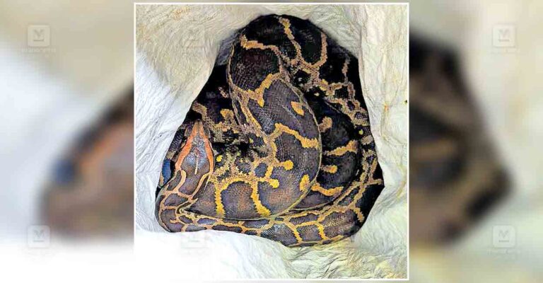 kottayam-python.jpg