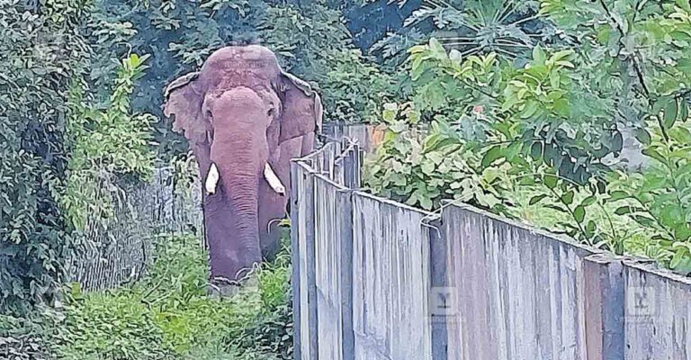 kottayi-elephant-issue.jpg