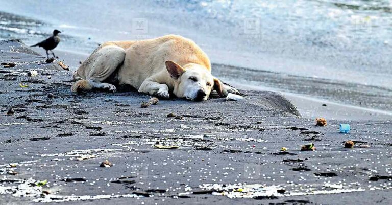 kovalam-beach-issue.jpg