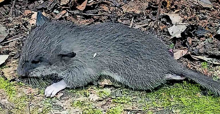 kozhikode-malabar-spiny-dormouse.jpg