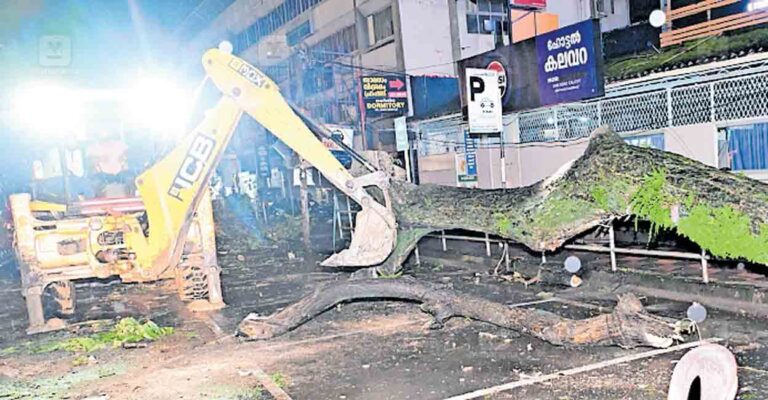 kozhikode-tree-fallr.jpg