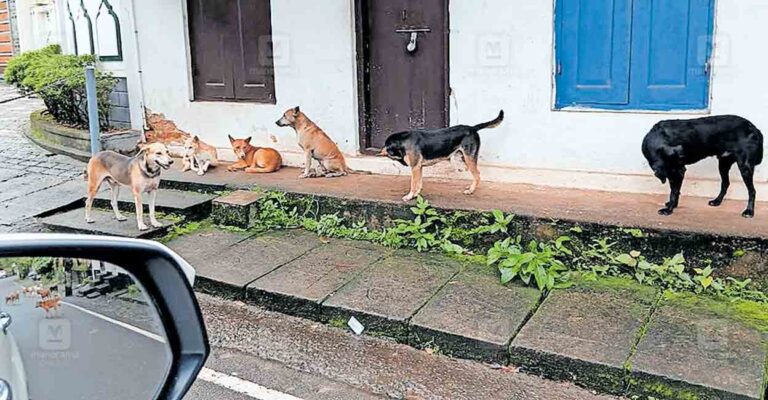 ktm-madappally-stray-dog.jpg