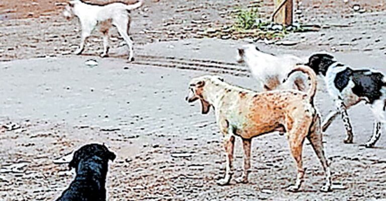 kumbala-street-dog-menace.jpg