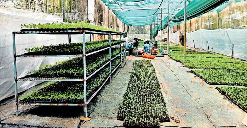 kuravilangad-vegetable-seedlings.jpg