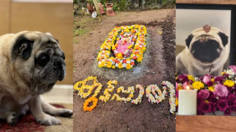 kuttappayi-dog-1752326412340_1280x720xt.jpg