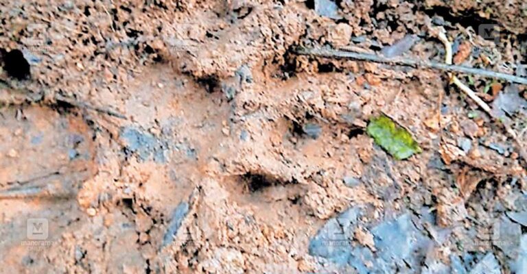 leopard-fingerprint.jpg