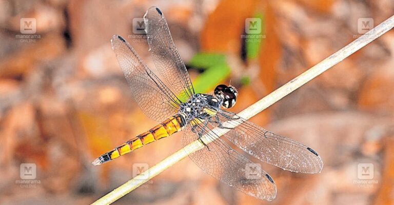 liriyothemis.jpg