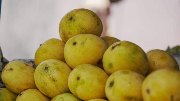 mangoes-1-1749127197138_1280x720xt.jpg