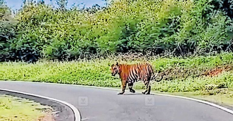 masinagudy-tiger.jpg