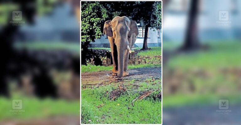 moozhiyar-tusker.jpg