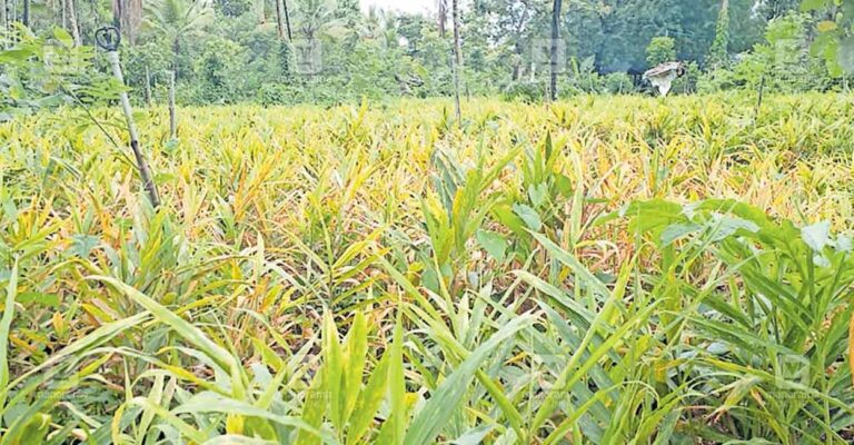 mullankolly-ginger-farming.jpg
