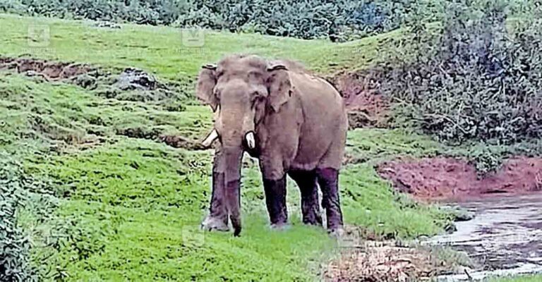 munnar-elephant-issue1.jpg