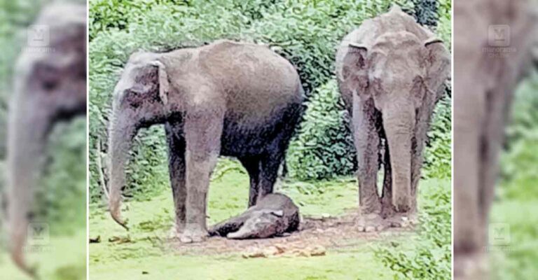 munnar-wild-elephant-death.jpg