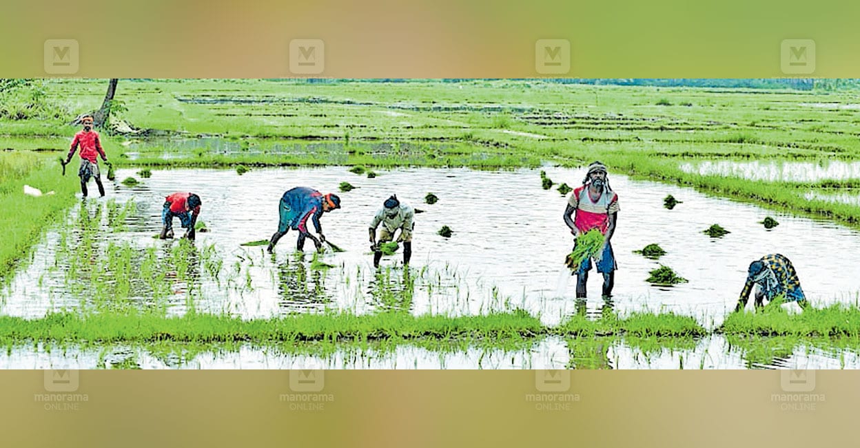 nattippattu-bangali.jpg