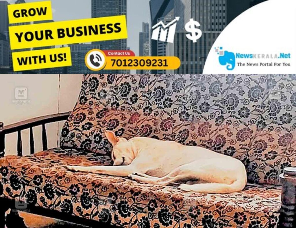 newskerala.net_1752527674_kannur-stray-dog