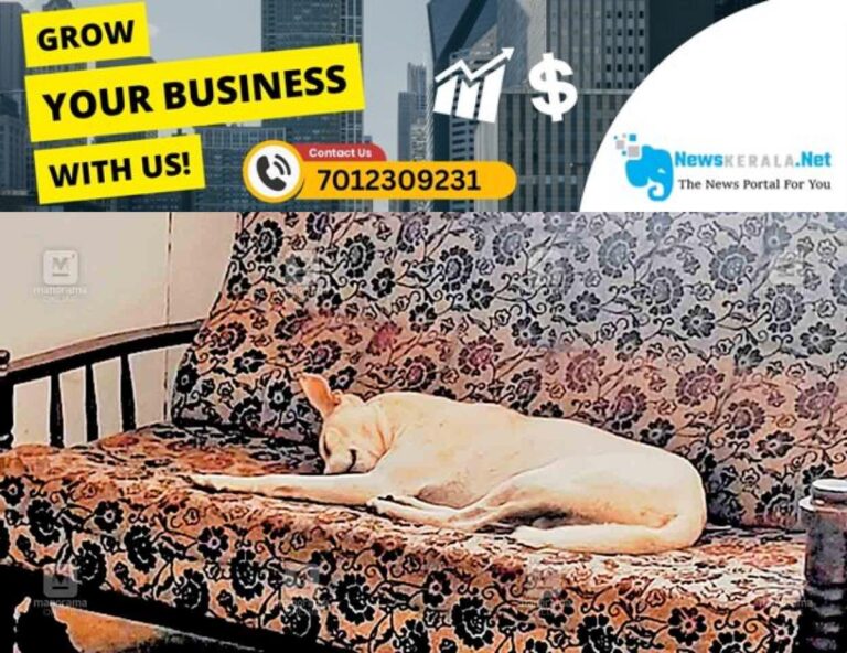 newskerala.net_1752527674_kannur-stray-dog