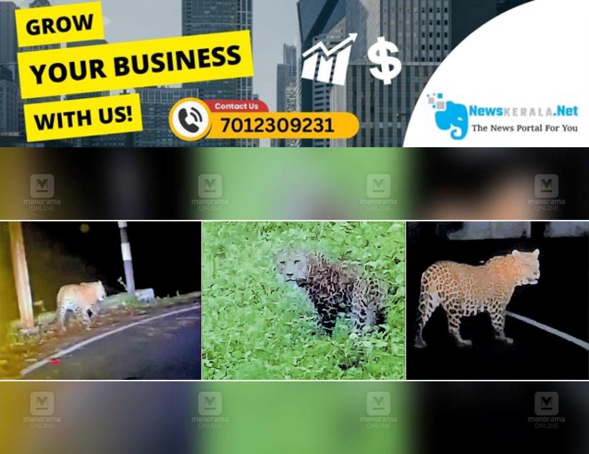 newskerala.net_1752538525_valapara-leopard