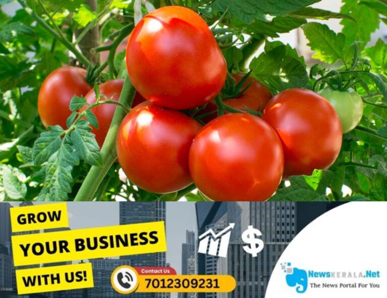 newskerala.net_1752581910_tomato