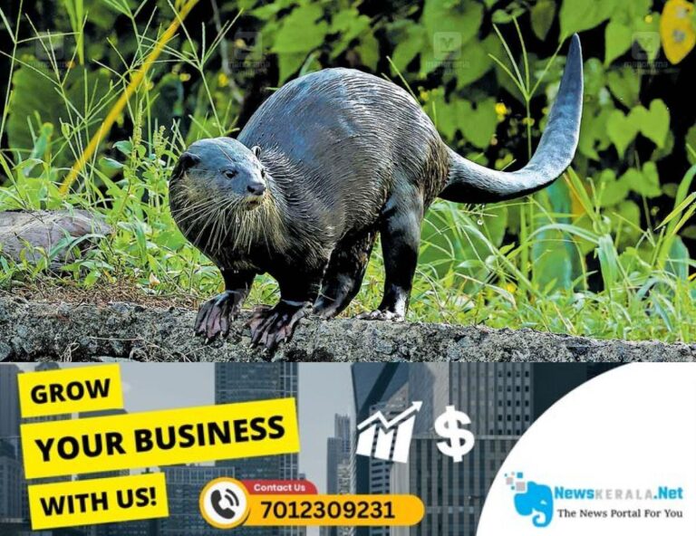 newskerala.net_1752643415_otter