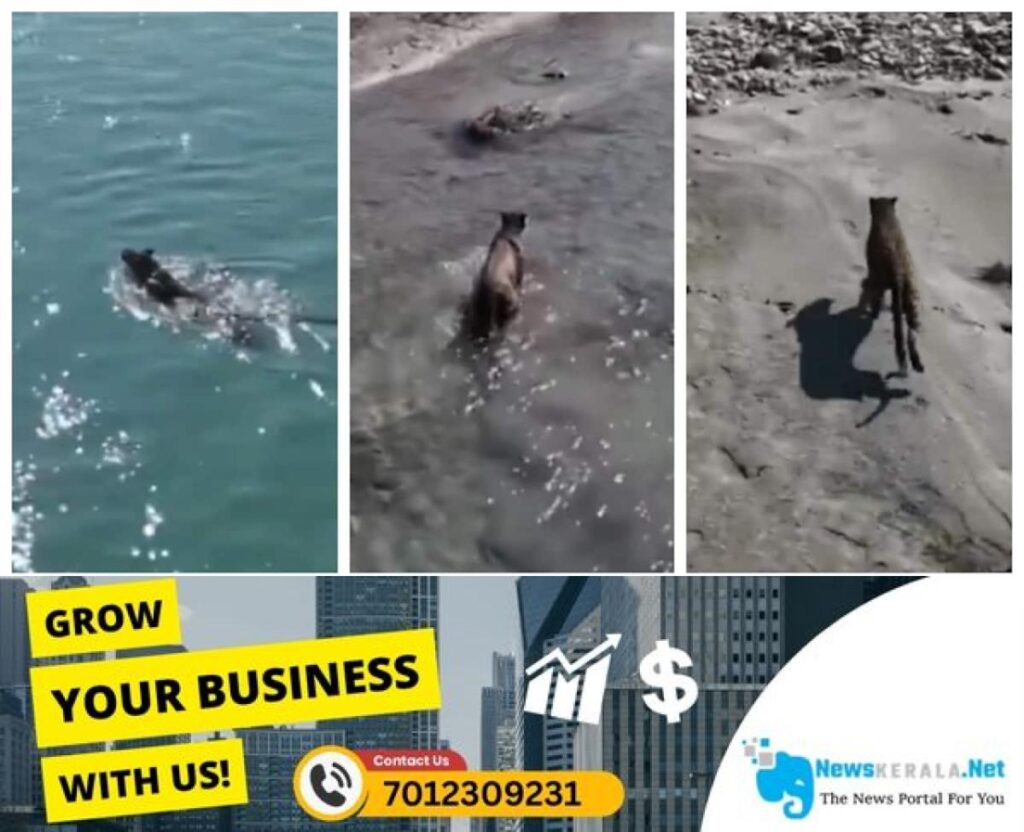 newskerala.net_1752664996_leopard-swims-to-freedom-1752664265132_1280x720xt