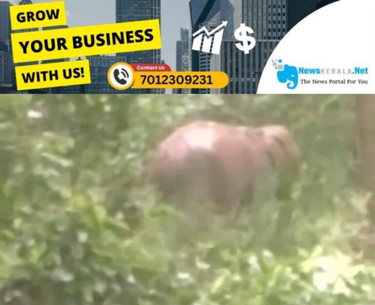 newskerala.net_1752776190_wayanad-kullan-elephant-1752774463806_1280x720xt