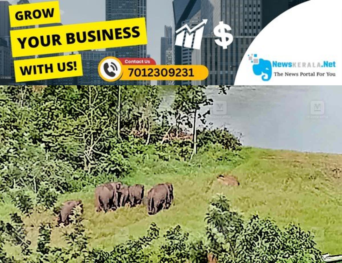 newskerala.net_1752787232_rajakumari-wild-elephnat-1