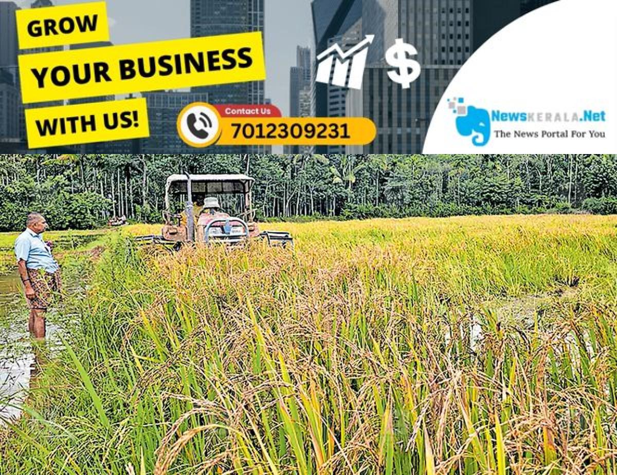 newskerala.net_1752827005_wayanad-paddy-field