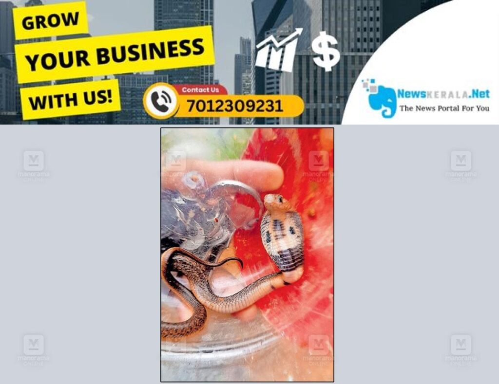 newskerala.net_1752837151_iritty-cobra