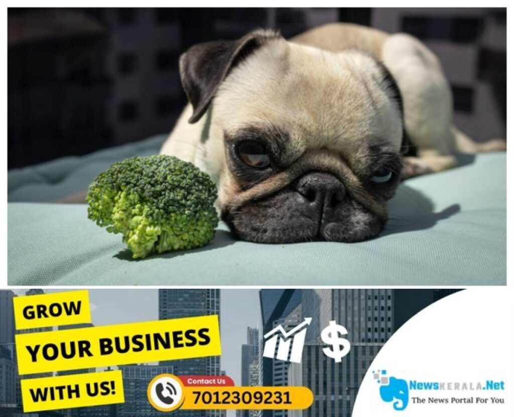 newskerala.net_1752841588_dog-62-1752841170950_1280x720xt