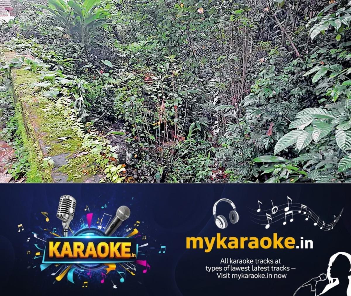newskerala.net_1752952242_kozhencherry-canal-vegitation