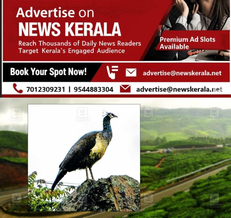 newskerala.net_1753078738_munnar-peacocks