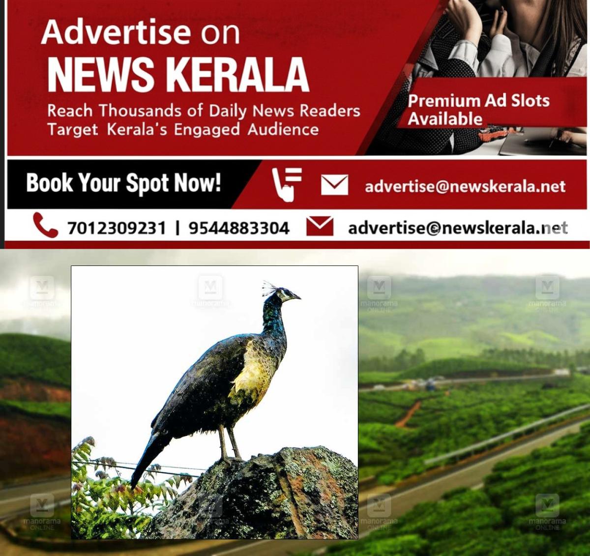 newskerala.net_1753078738_munnar-peacocks