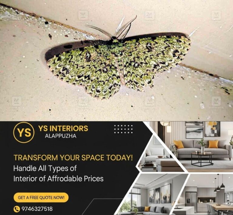 newskerala.net_1753088452_kannur-butter-flys-2-3