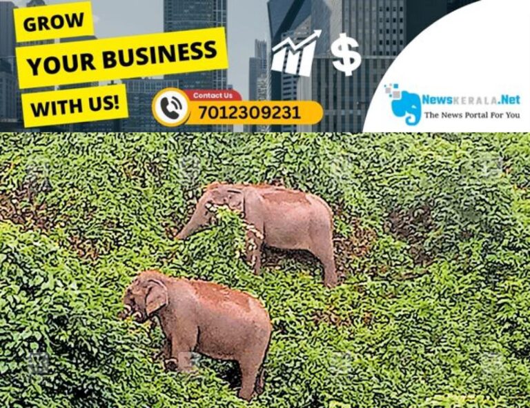 newskerala.net_1753159574_pathanapuram-elephant