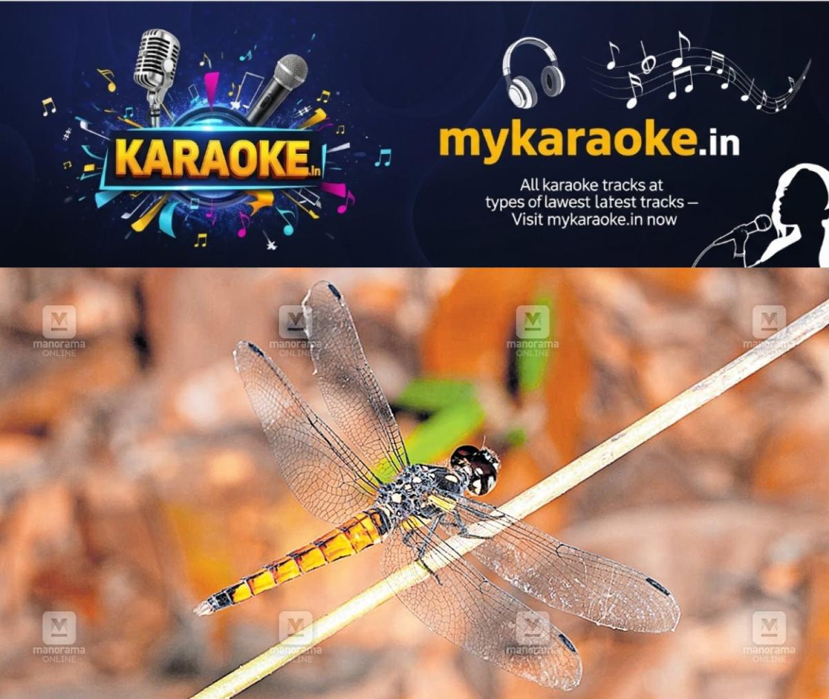 newskerala.net_1753170438_liriyothemis