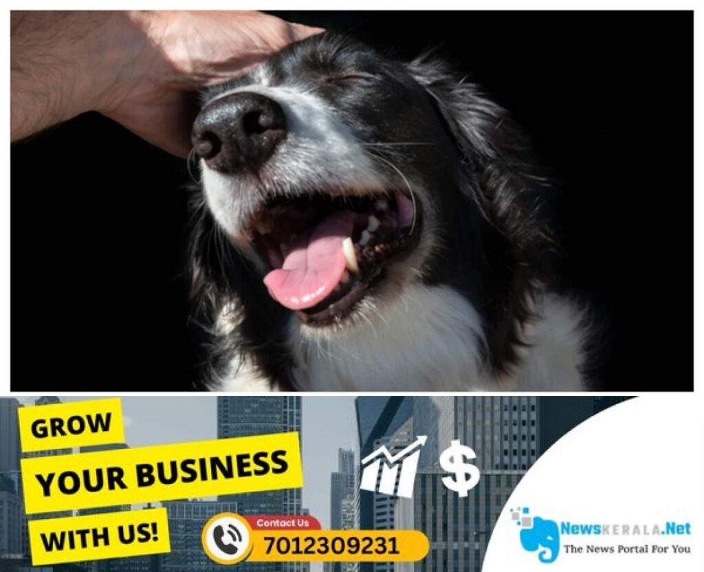 newskerala.net_1753188653_dog-48-1751784223312_1280x720xt