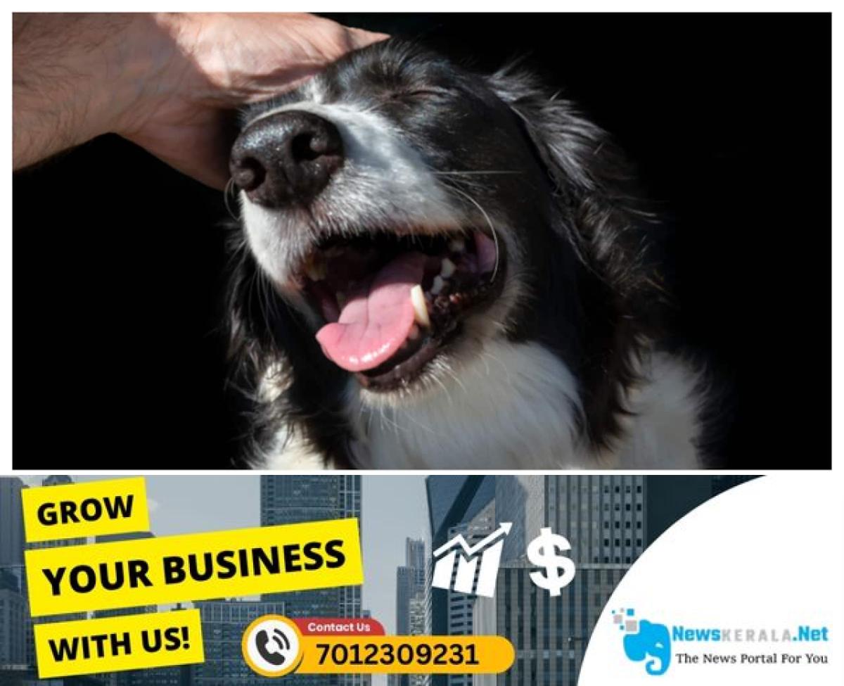 newskerala.net_1753188653_dog-48-1751784223312_1280x720xt