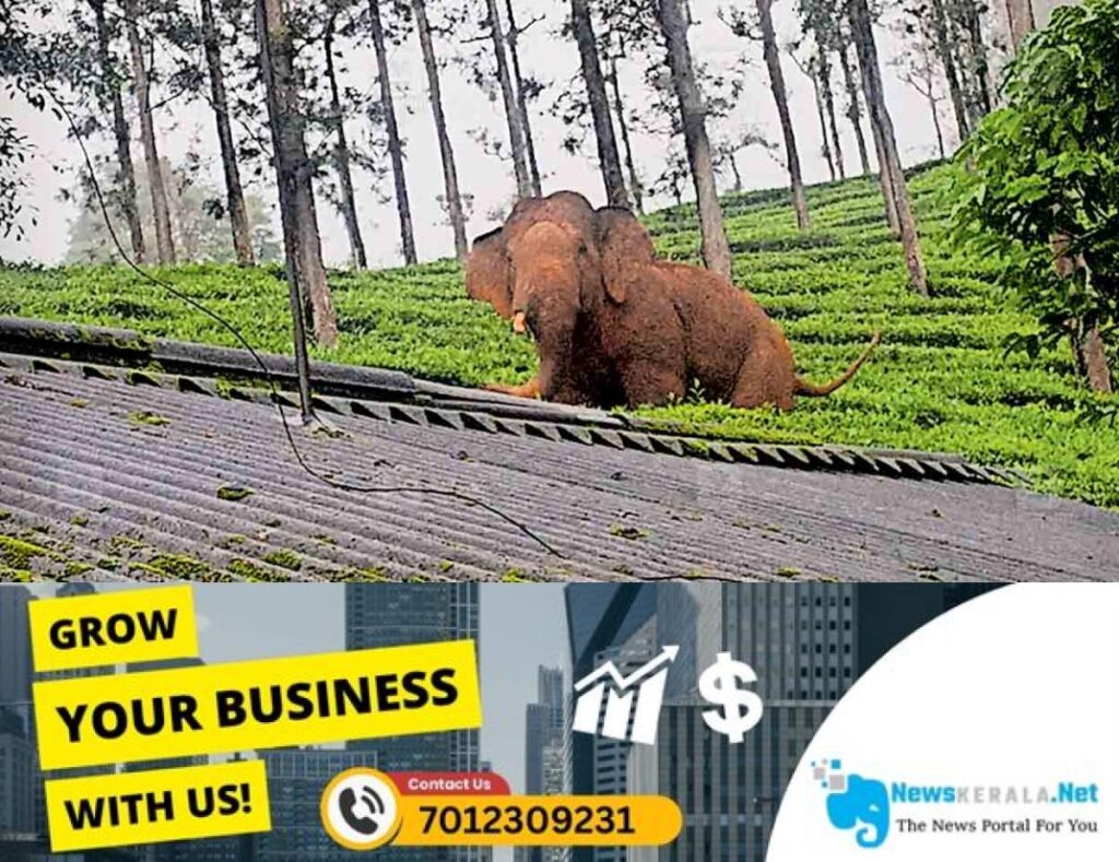 newskerala.net_1753257745_wayanad-lakshmi-murder-elephant