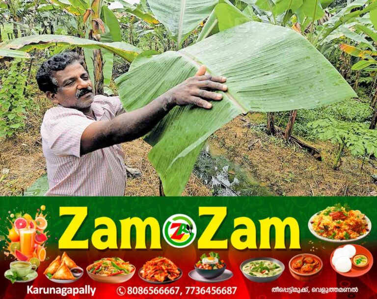 newskerala.net_1753408564_banana-leaves