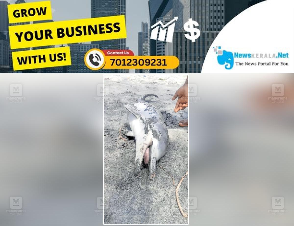 newskerala.net_1753410830_kerala-coastal-dolphin-death