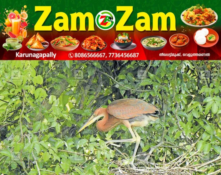 newskerala.net_1753426018_tvm-birds1
