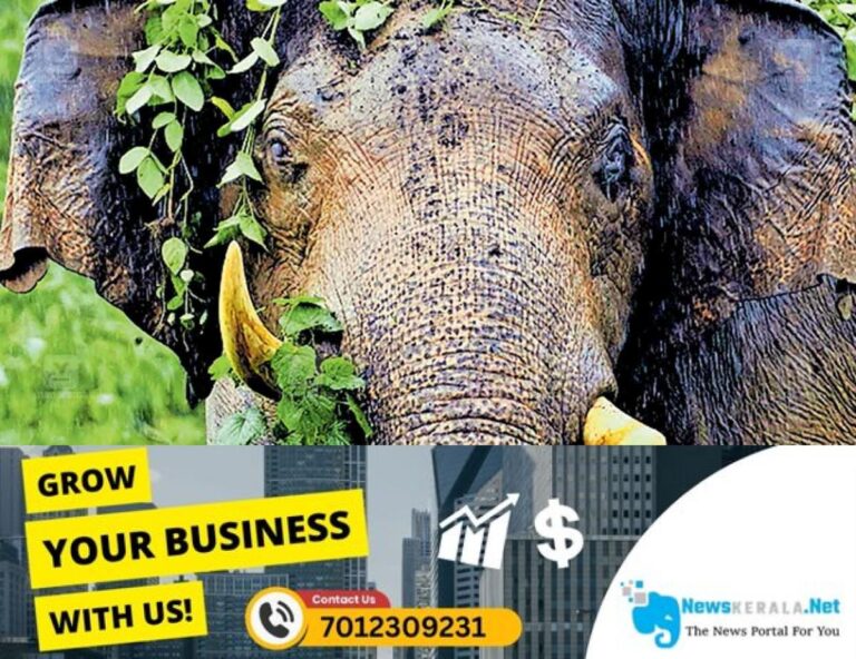 newskerala.net_1753427424_1753427155_wild-elephant