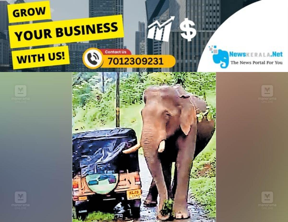 newskerala.net_1753441482_1753441226_wild-elephant1