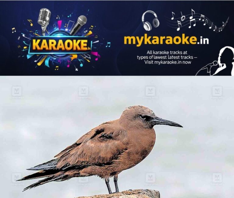 newskerala.net_1753521029_kollam-brown-noddy