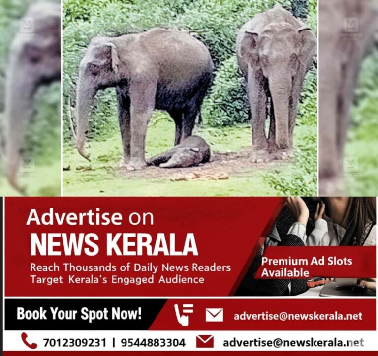 newskerala.net_1753606178_munnar-wild-elephant-death