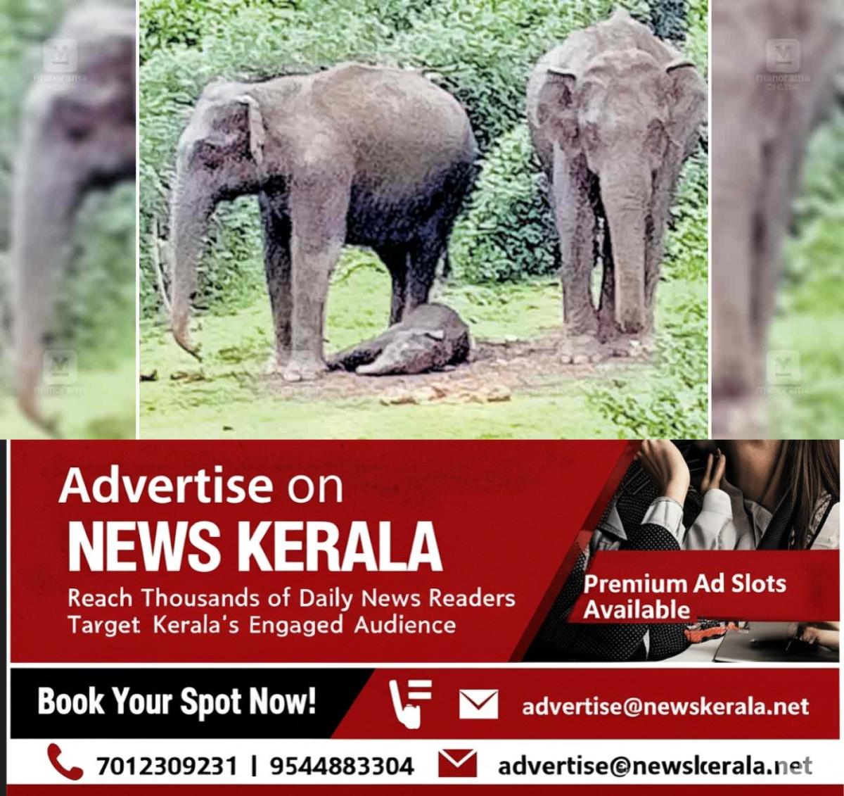 newskerala.net_1753606178_munnar-wild-elephant-death