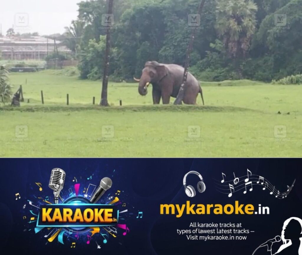 newskerala.net_1753609477_pt-5-elephant-1